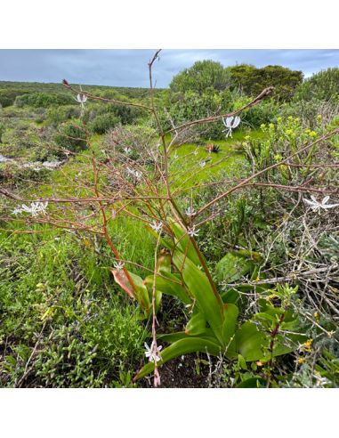 TRACHYANDRA sp. (5 g)