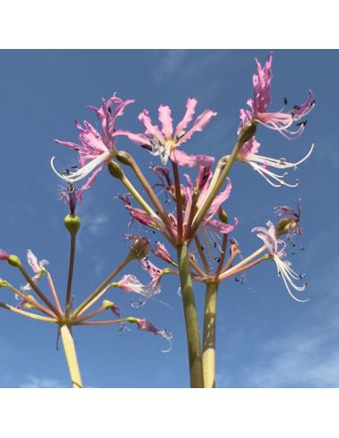 BRUNSVIGIA namaquana ref 84