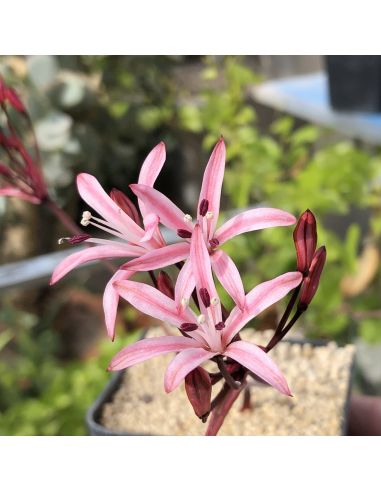 ALBUCA delicula (5 s)