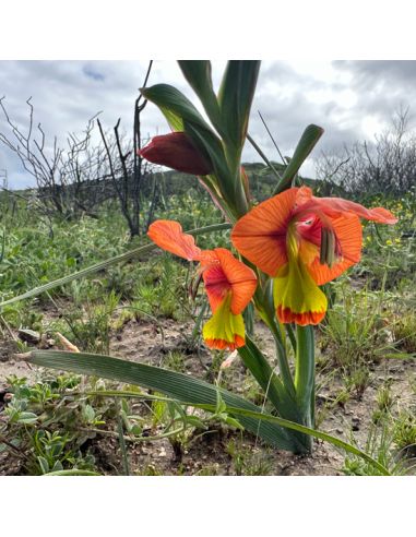 GLADIOLUS alatus (5 g)