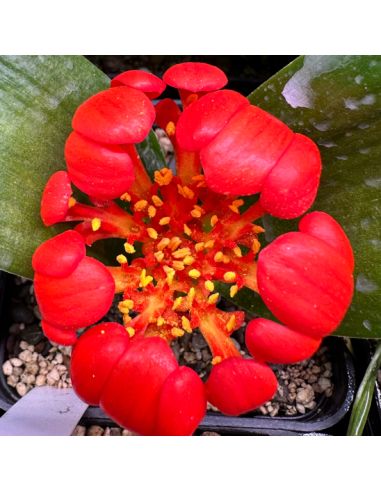 DAUBENYA aurea RED (5 s)