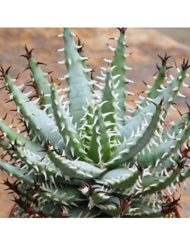 ALOE erinacea