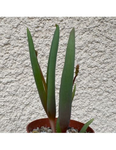 BULBINE  diphylla