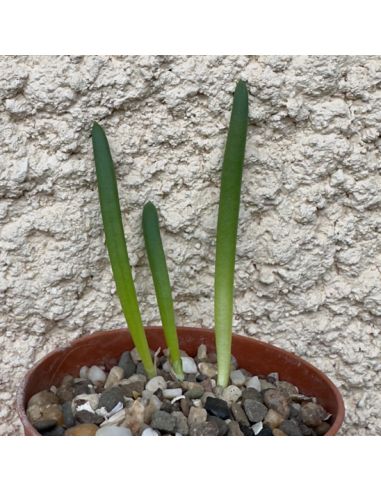 BULBINE succulenta