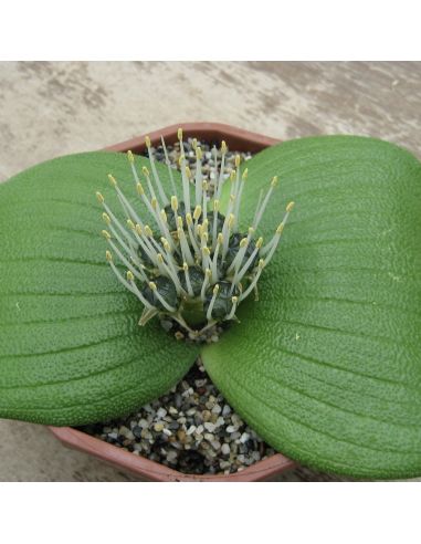 MASSONIA pustulata