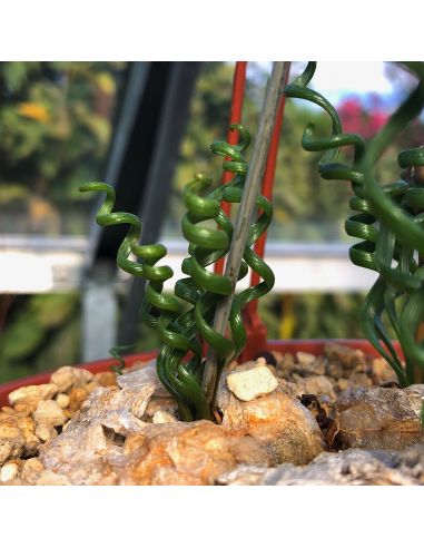 ALBUCA bruce-bayeri