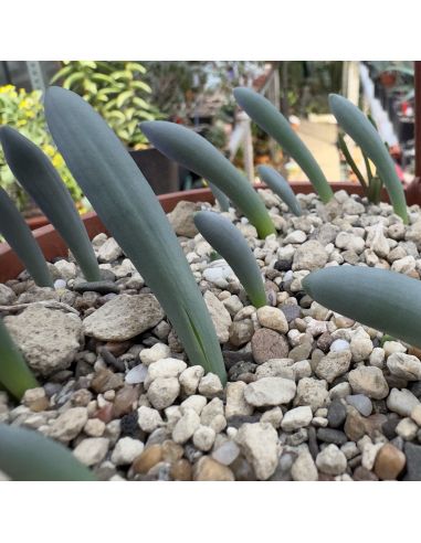 ORNITHOGALUM unifolium