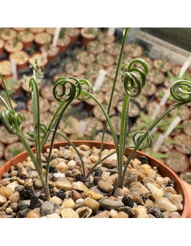 ALBUCA viscosa