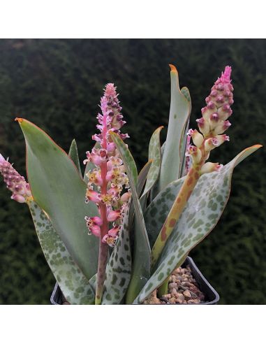 LACHENALIA sp.