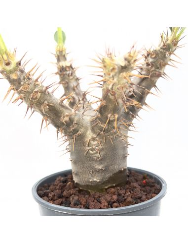 PACHYPODIUM rosulatum