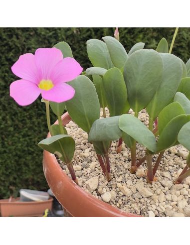 OXALIS nortieri