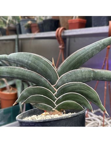 copy of  SANSEVIERIA 'horwood hybrid Little Dragon'