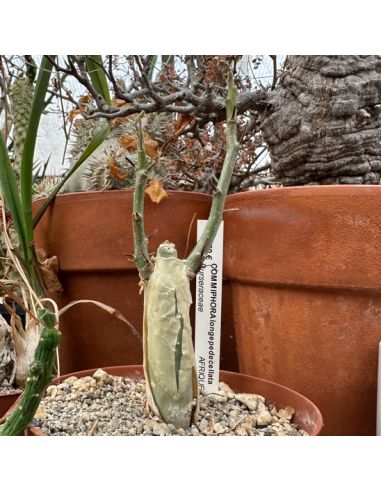 COMMIPHORA longepedicellata