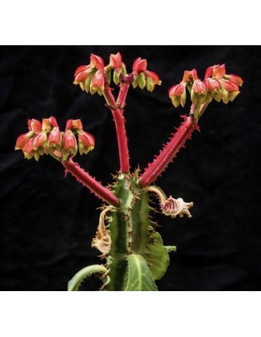 MONADENIUM magnificum