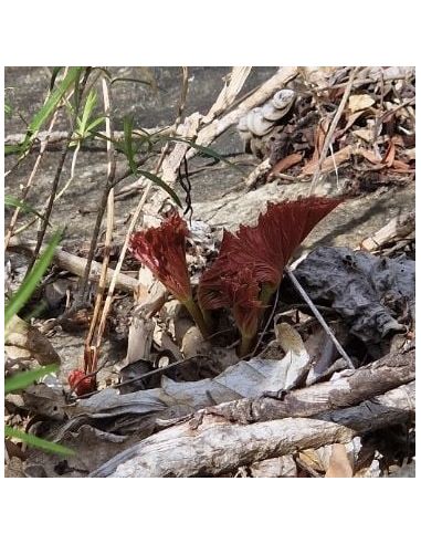 BEGONIA sp. Daraima (1 pkt)