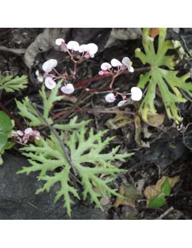 BEGONIA mananjebensis (10 g)