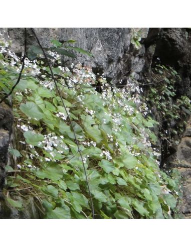 BEGONIA ankaranensis (1 pkt)