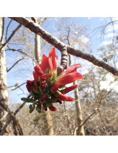 NEOHARMSIA madagascariensis (5 s)