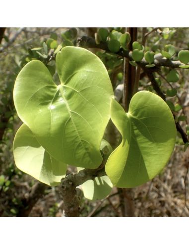 ADENIA sp. 1 Madagascar (5 g)