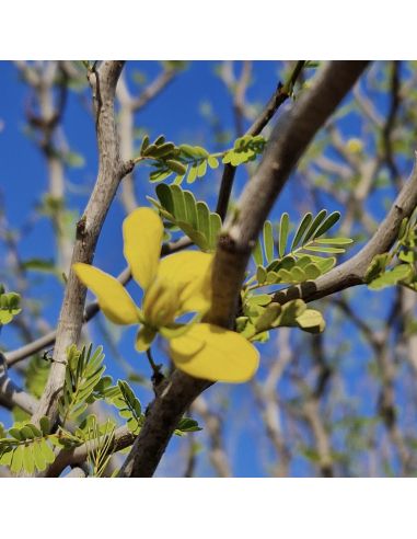 SENNA aff. meridionalis  (giant form) (5 s)