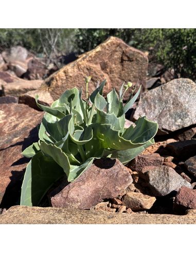 OTHONNA macrophylla (5 s)