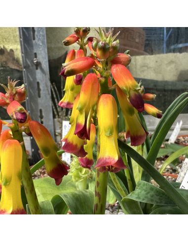 LACHENALIA aloides quadricolor