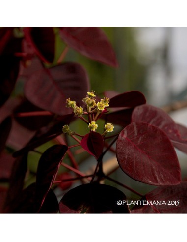 EUPHORBIA cotonifolia