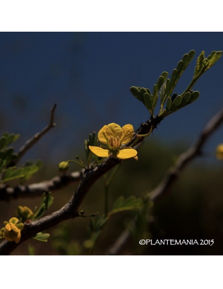 CASSIA meridionalis / SENNA