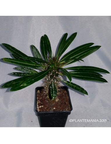 PACHYPODIUM lamerei f.ramosum